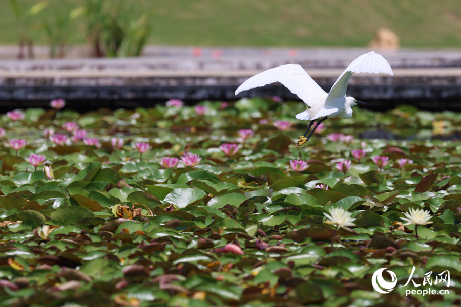 彩蓮滿塘鷺鳥飛。人民網(wǎng)記者 陳博攝