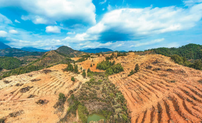 近年來，江西省撫州市南豐縣市山鎮(zhèn)竹源村因地制宜扶持當地農戶利用荒山坡地種植油茶，使油茶成為山區(qū)群眾致富奔小康的綠色產業(yè)。圖為竹源村油茶種植區(qū)。 謝 東攝（人民視覺）