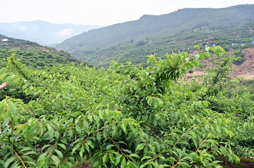 柑園村漫山遍野的脆李樹(shù)。鄒樂(lè)攝