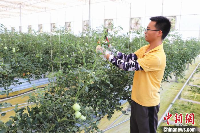 圖為在紅谷灘區(qū)元宇宙·VR數(shù)字農(nóng)業(yè)示范基地七彩番茄培育車(chē)間內(nèi)，農(nóng)業(yè)技術(shù)員正在對(duì)番茄植株進(jìn)行修剪。　熊錦陽(yáng) 攝