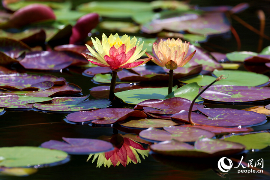 雙色睡蓮與翠綠的蓮葉、清澈的池水相映成畫。人民網(wǎng)記者 陳博攝