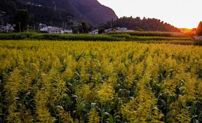 打造鄉(xiāng)村振興齊魯樣板 《對話》特別節(jié)目齊探山東密碼 打造鄉(xiāng)村振興齊魯樣板 《對話》特別節(jié)目齊探山東密碼