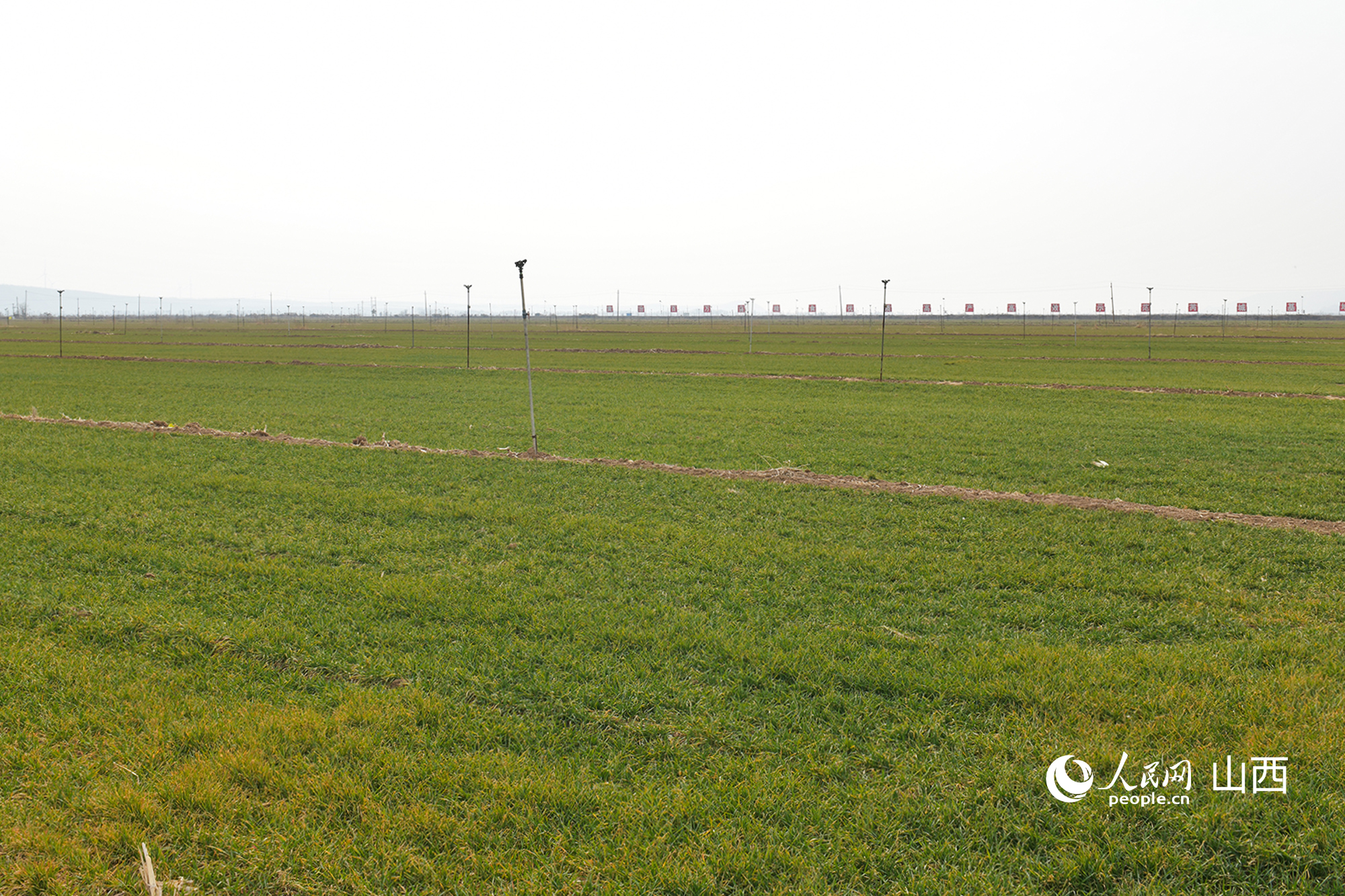 山西省運城市芮城縣返青的冬小麥。人民網(wǎng)記者 焦搏文攝