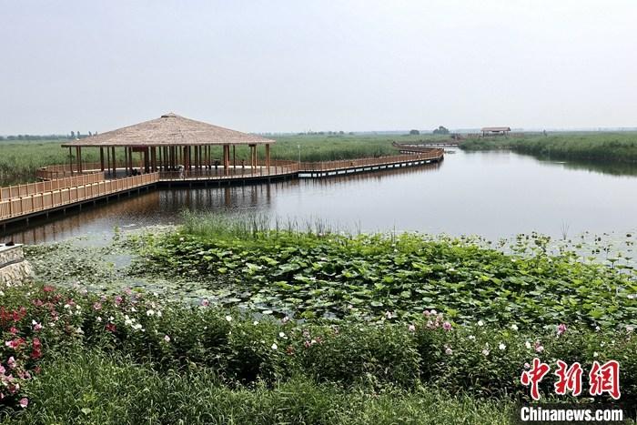 從完成頂層設(shè)計(jì)到如火如荼大規(guī)模建設(shè)，六年來(lái)，雄安新區(qū)如春天的竹子一般拔節(jié)生長(zhǎng)，這座承載千年大計(jì)的“未來(lái)之城”已雄姿初顯。從“一張白紙”開(kāi)始著墨，如今的雄安新區(qū)已是濃墨重彩的“山水畫(huà)”。<a target='_blank' href='/'>中新社</a>記者近日走訪了雄安新區(qū)多地，從“藍(lán)綠金”三色感受這座“未來(lái)之城”的巨大變化。圖為7月20日，河北白洋淀上荷花滿淀、蘆花搖曳。 <a target='_blank' href='/'>中新社</a>記者 易海菲 攝